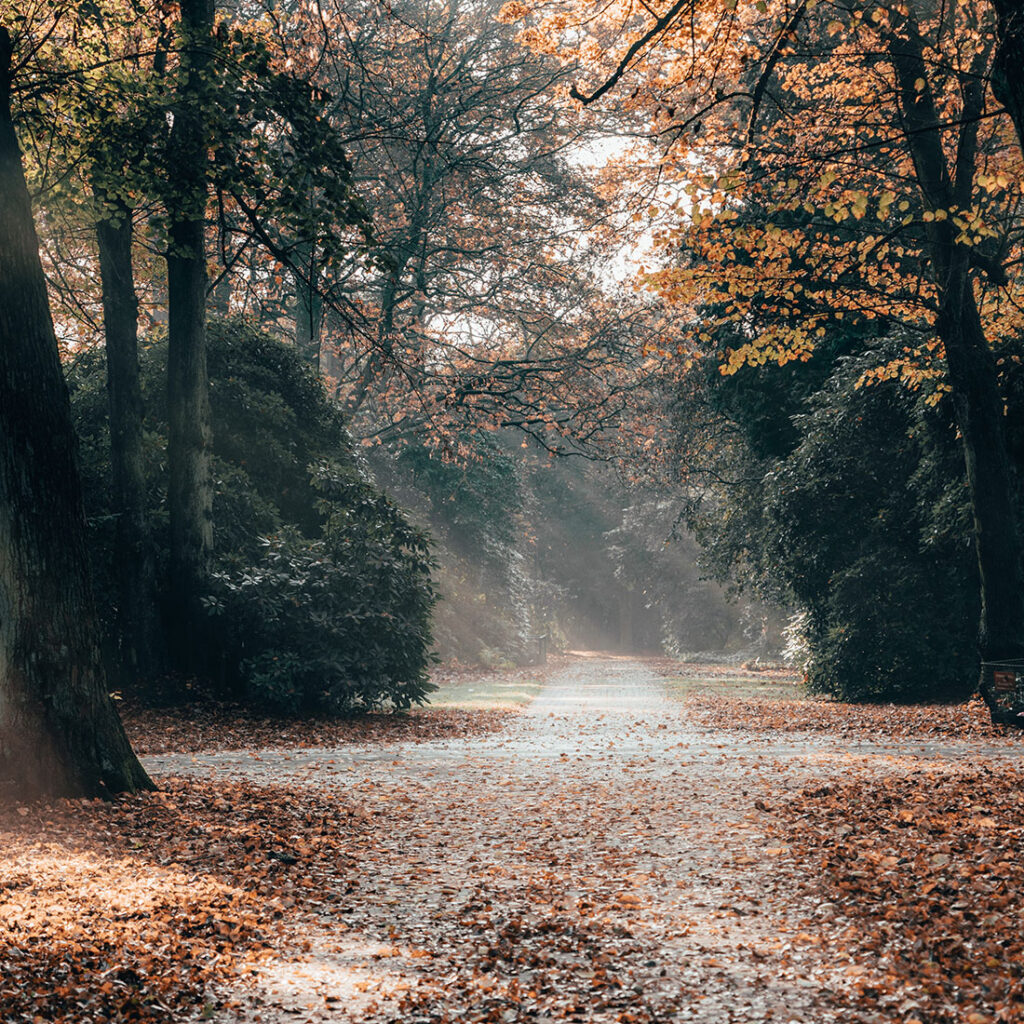 Waldweg im Herbst als Naherholungsgebiet in der Umgebung von FRIEDRICHS VIER